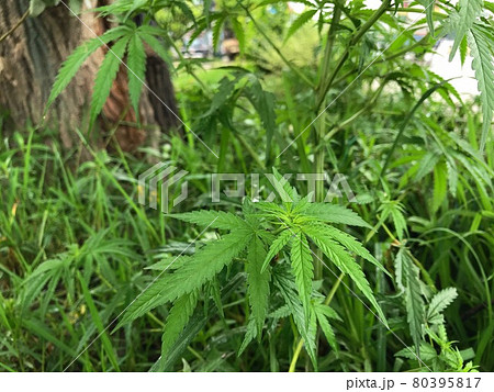 アジアの道端で育つ雑草大麻と巨樹 アジアの道端で育つ雑草大麻と巨樹 80395817
