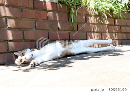お腹を見せてくつろぐ猫 お腹を見せてくつろぐ猫 80396190