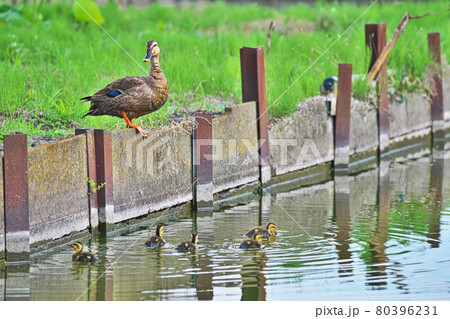 カルガモの家族 カルガモの家族 80396231