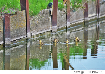 カルガモの家族 カルガモの家族 80396233
