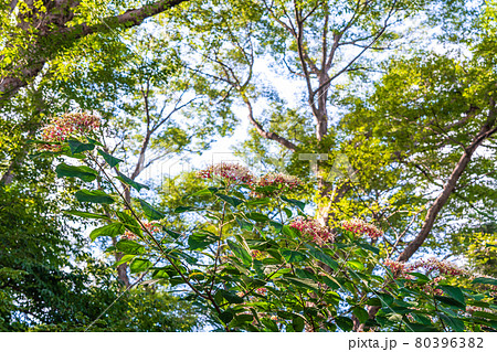 夏の木花 臭木の花 夏の木花 臭木の花 80396382