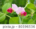 グリーンピース　花 80396536