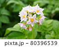 じゃがいも　花 80396539