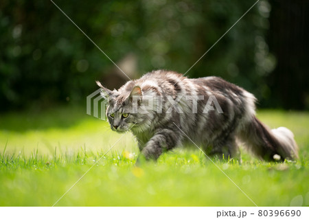 silver tabby maine coon cat walking on sunny lawn silver tabby maine coon cat walking on sunny lawn 80396690