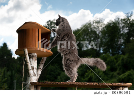 curious gray maine coon cat inspecting new cat tree outdoors 80396691