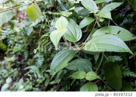 Clidemia hirta or senduduk buluh is plant found in tropical rainforest and have medicinal value 80397212