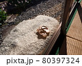 縁側の下駄 80397324