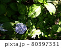 紫陽花 80397331