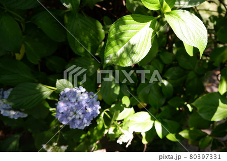 紫陽花 紫陽花 80397331