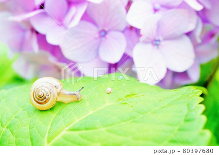 紫のあじさいの花と葉で縮こまる小さなカタツムリの写真素材