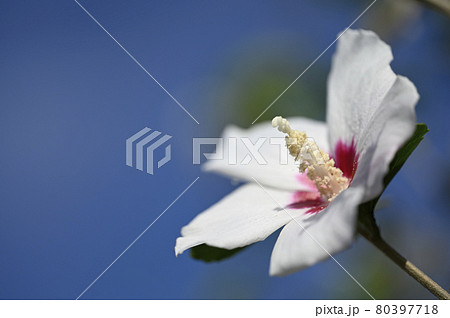 ムクゲの花 ムクゲの花 80397718
