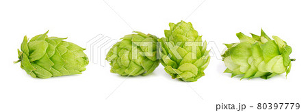 Fresh green hops branch, isolated on a white background. Hop cones with leaf. Organic hop flowers. Close up. Fresh green hops branch, isolated on a white background. Hop cones with leaf. Organic hop flowers. Close up. 80397779