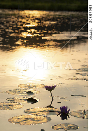 花 池 修練 80397993