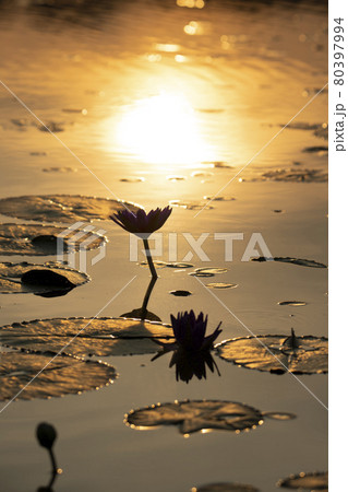 花 池 修練 80397994