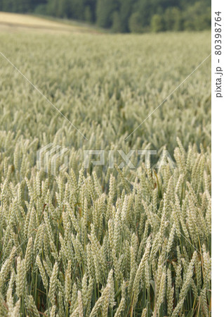 小麦畑　麦畑　小麦実り 80398764