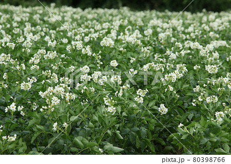 ジャガイモの花　じゃがいもの花　ジャガイモ畑　じゃがいも畑　馬鈴薯畑 80398766