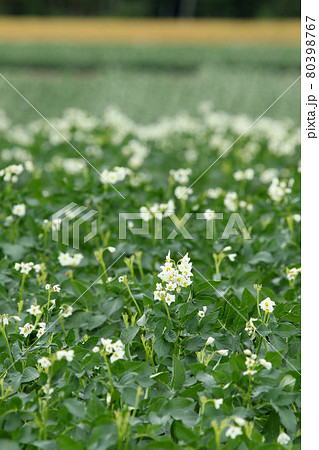 ジャガイモの花 じゃがいもの花 ジャガイモ畑 じゃがいも畑 馬鈴薯畑 ジャガイモの花 じゃがいもの花 ジャガイモ畑 じゃがいも畑 馬鈴薯畑 80398767
