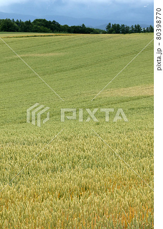 小麦畑 麦畑 小麦実り 小麦畑 麦畑 小麦実り 80398770