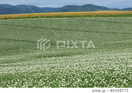 ジャガイモの花　じゃがいもの花　ジャガイモ畑　じゃがいも畑　馬鈴薯畑 80398771