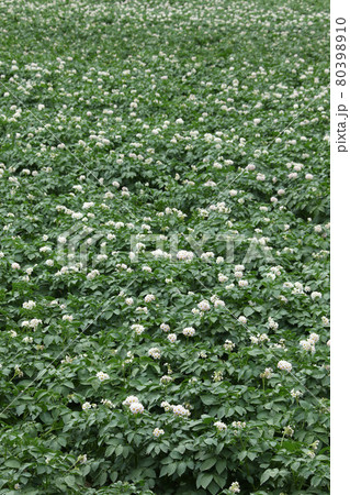 ジャガイモの花 じゃがいもの花 ジャガイモ畑 じゃがいも畑 馬鈴薯畑 ジャガイモの花 じゃがいもの花 ジャガイモ畑 じゃがいも畑 馬鈴薯畑 80398910