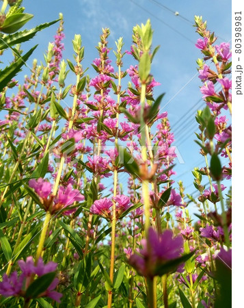 空向かって伸びる植物 80398981