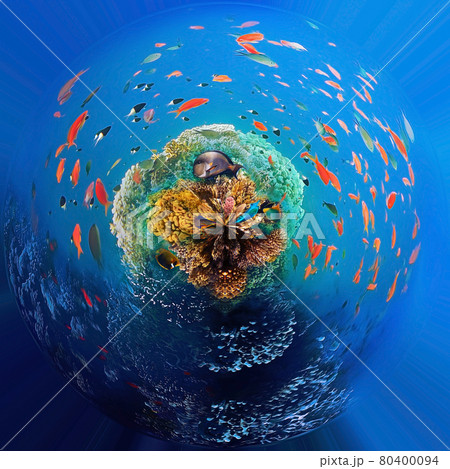 Underwater world. Coral fishes of Red sea. 80400094