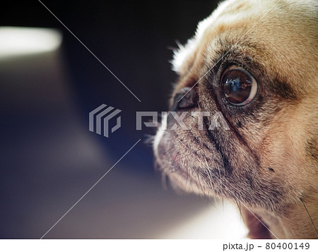 lovely white fat cute pug portraits close up playing in garden outdoor making funny face with blur home environment background lovely white fat cute pug portraits close up playing in garden outdoor making funny face with blur home environment background 80400149