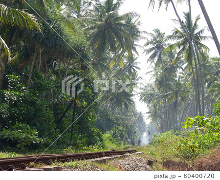Island Sri Lanka (Ceylon), rails of the old railway Island Sri Lanka (Ceylon), rails of the old railway 80400720