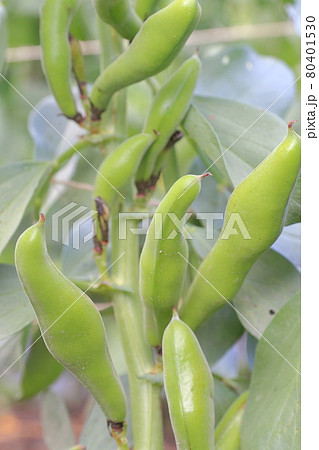 畑で育つソラマメ 80401530