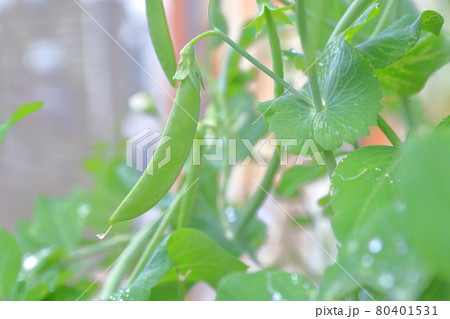 やわらかく美味しい(スナップエンドウ) やわらかく美味しい(スナップエンドウ) 80401531