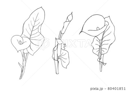 Set of calla flower with leaves doodling style contour black hand drawing on white background isolated Set of calla flower with leaves doodling style contour black hand drawing on white background isolated 80401851