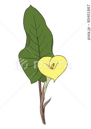 Calla flower hand-drawing doodling, single, white color bud, isolated, on white background. Calla flower hand-drawing doodling, single, white color bud, isolated, on white background. 80401867