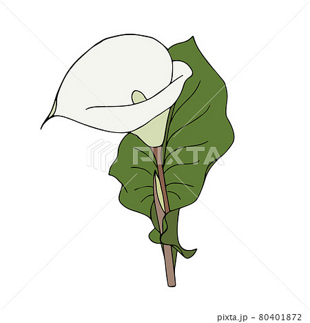 Calla flower hand-drawing doodling, single, white color bud, isolated, on white background. 80401872