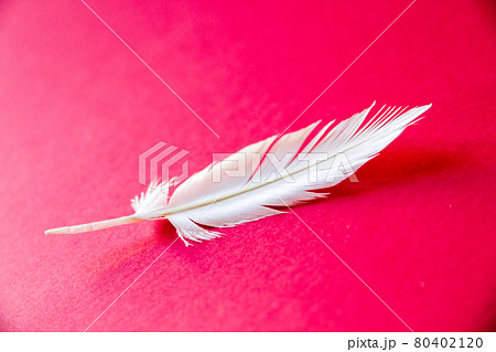 White feather on red background 80402120