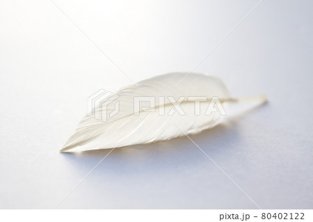 White feather on light background 80402122
