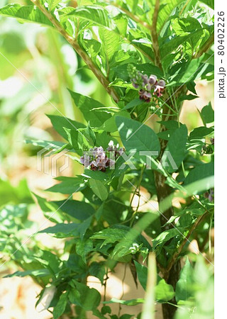 アピオス（アメリカホド）の花 80402226