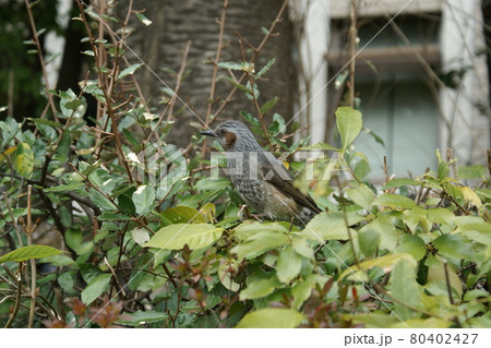 カラー ヒヨドリ 野鳥 動物 植物(2021年7月登録) 最大サイズ:M カラー ヒヨドリ 野鳥 動物 植物(2021年7月登録) 最大サイズ:M 80402427