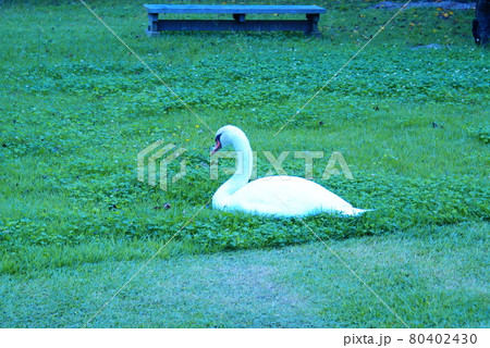 カラー　白鳥　野鳥　草　（2021年7月登録）　最大サイズ：L 80402430
