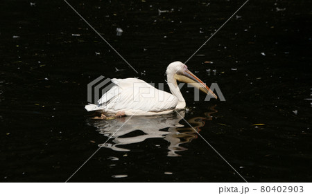 big white pelican 80402903