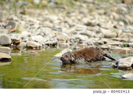 Eurasian river otter baby. Lutra lutra. 80403413