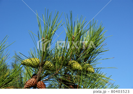 Natural cones on spruce Natural cones on spruce 80403523