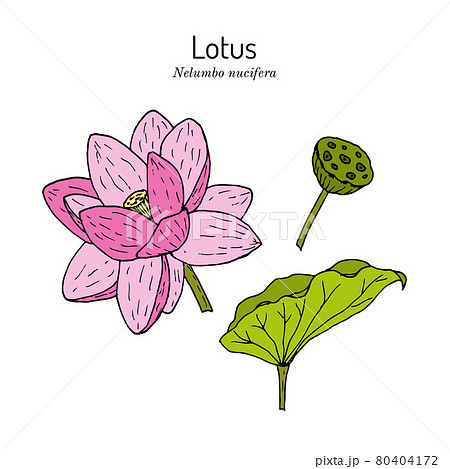 Lotus Plant With Flower Hand Drawn Vectorのイラスト素材