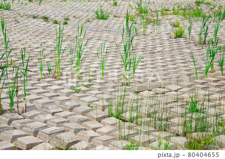 area covered with flexible concrete mat to prevent erosion, laid on the ground, with plants growing through it area covered with flexible concrete mat to prevent erosion, laid on the ground, with plants growing through it 80404655