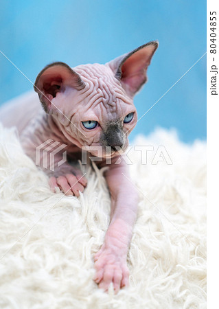 Sphynx Cat kitten lying down on white carpet and blue background Sphynx Cat kitten lying down on white carpet and blue background 80404855
