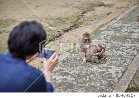 動物園デートで猿をスマホで撮影する若い男性(撮影協力「高崎山自然動物園」) 動物園デートで猿をスマホで撮影する若い男性(撮影協力「高崎山自然動物園」) 80404917