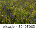 Green field with violet flowers closeup 80405083