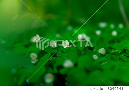 tiny flower of wood sorrel in the forest undergrowth on a gentle blurred background 80405414