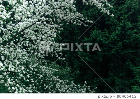 background - blooming apple tree against the coniferous forest 80405415
