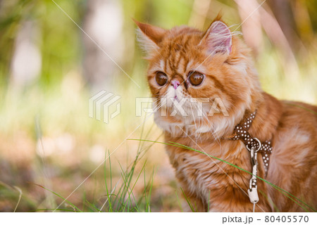 Red Persian cat Portrait with a leash walking in the yard. 80405570