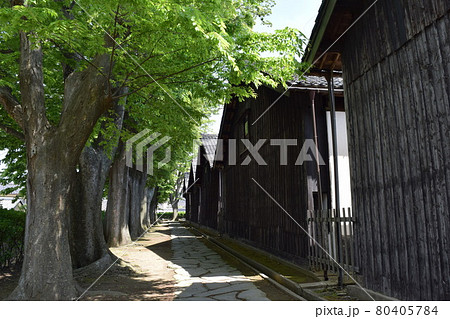 山居倉庫 ケヤキ並木 山居倉庫 ケヤキ並木 80405784